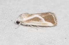Ponometia alata