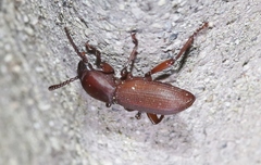 Argoporis