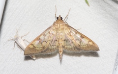 Mimorista subcostalis