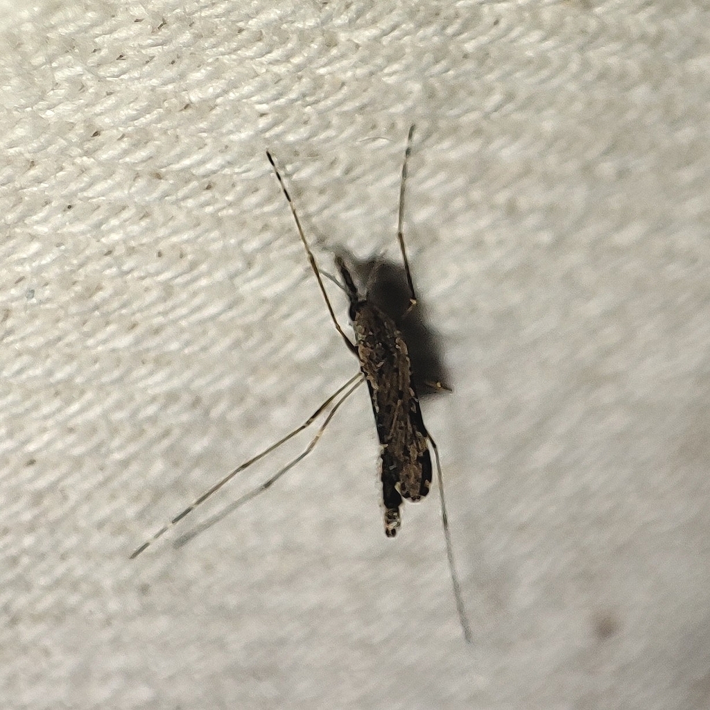 Anopheles halophylus