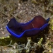 アオフチキセワタ