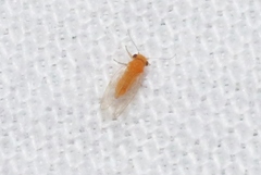 Heteropsylla
