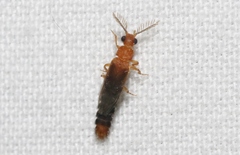 Distremocephalus opaculus