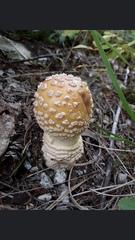 Amanita junquillea