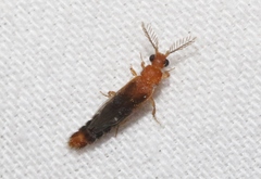 Distremocephalus opaculus