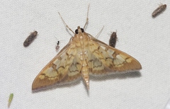 Mimorista subcostalis