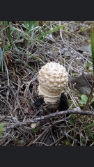 Amanita junquillea