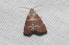 Phoenicophanta modestula