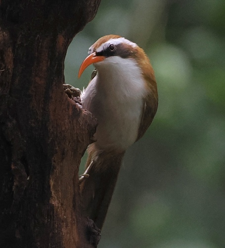 Red-billed Scimitar Babbler (Pomatorhinus ochraceiceps)