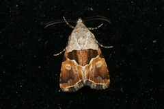Cobubatha lixiva