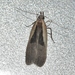 Dichomeris mulsa - Photo (c) James Bailey,  זכויות יוצרים חלקיות (CC BY-NC), הועלה על ידי James Bailey