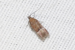 Eudactylota iobapta