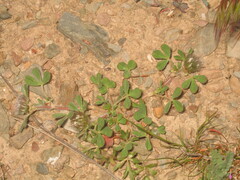 Oak Clover (Trifolium cherleri)