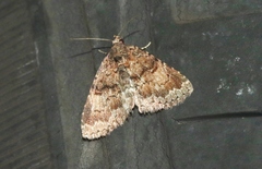 Metalectra miserulata