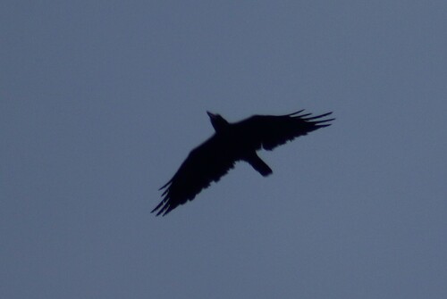 Sunda Crow (Corvus enca), photo 3