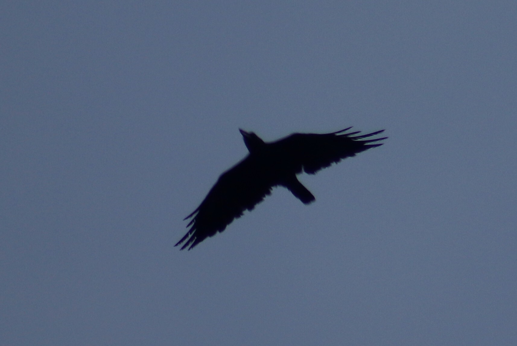 Sunda Crow (Corvus enca), photo 3