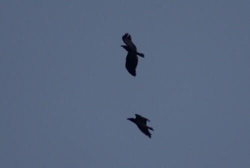 Slender-billed Crow (Corvus enca)