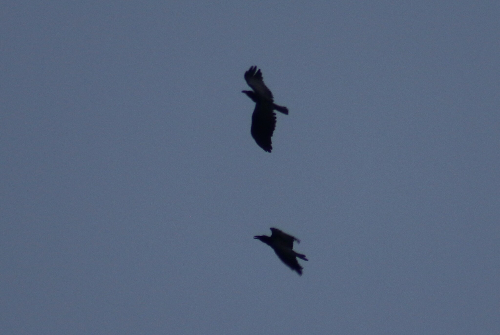 Sunda Crow (Corvus enca), photo 2