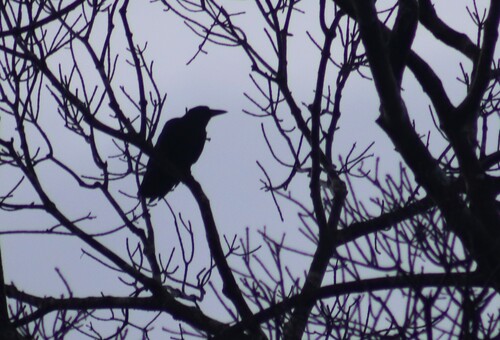 Sunda Crow (Corvus enca), photo 8