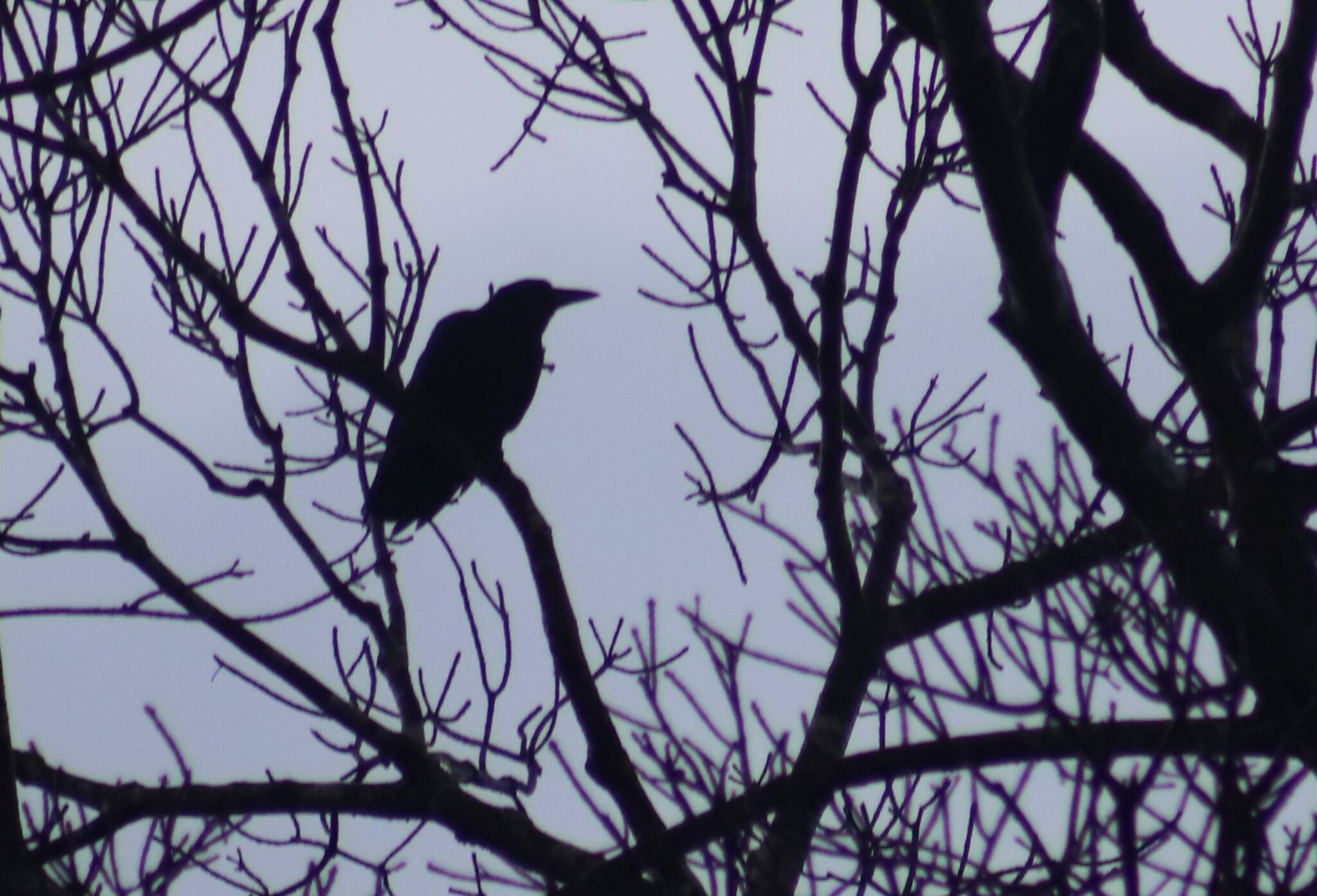 Sunda Crow (Corvus enca), photo 4