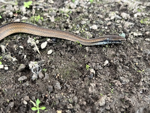 Spotted Genuine-Snake