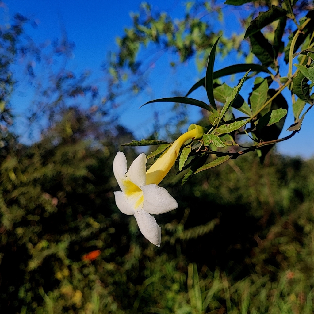 Anemopaegma brevipes