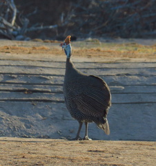 Numida meleagris mitratus