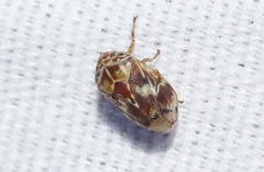 Clastoptera arizonana