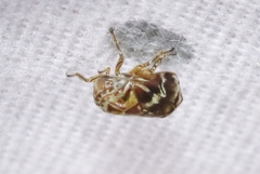 Clastoptera arizonana