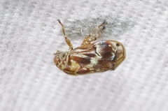 Clastoptera arizonana