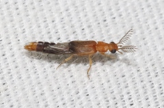 Distremocephalus opaculus