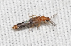 Distremocephalus opaculus
