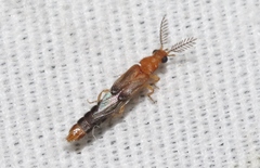 Distremocephalus opaculus
