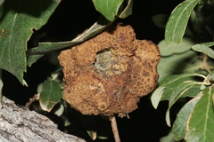 Andricus montezumus