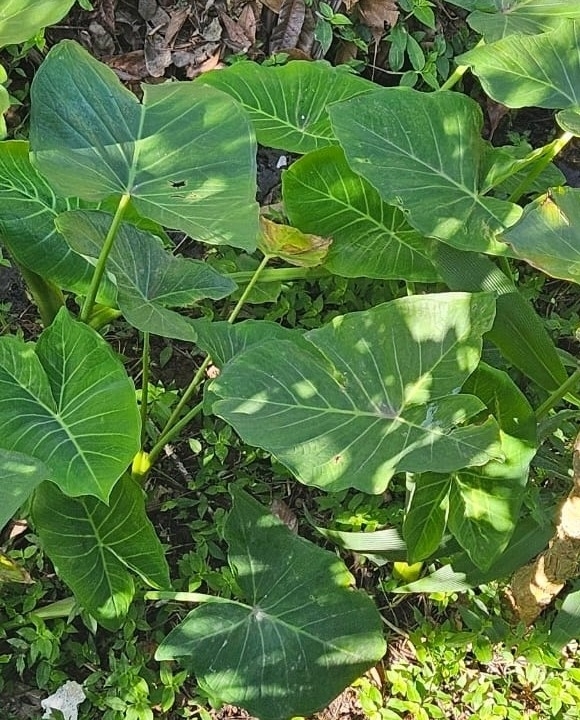 Xanthosoma sagittifolium