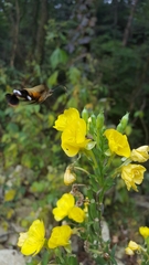 Macroglossum bombylans