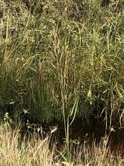 Sporobolus michauxianus