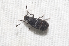 Piesocorynus tesselatus