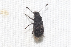 Piesocorynus tesselatus