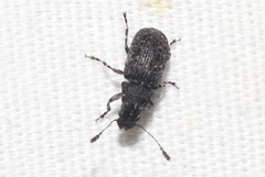 Piesocorynus tesselatus