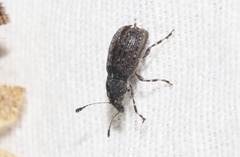 Piesocorynus tesselatus