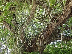 Selenicereus monacanthus