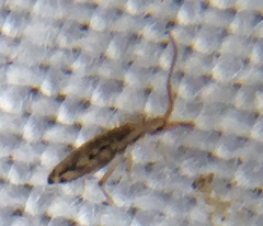 Entomobrya intermedia
