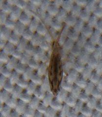 Entomobrya intermedia