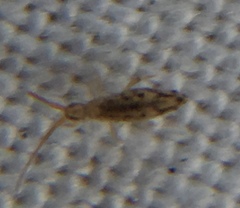 Entomobrya intermedia