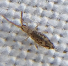 Entomobrya intermedia