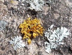 Teloschistes velifer