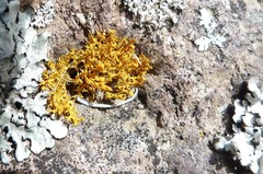 Teloschistes velifer