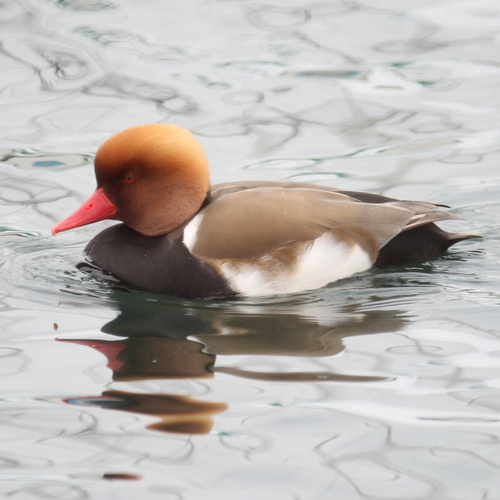 Pato colorado (Netta rufina)