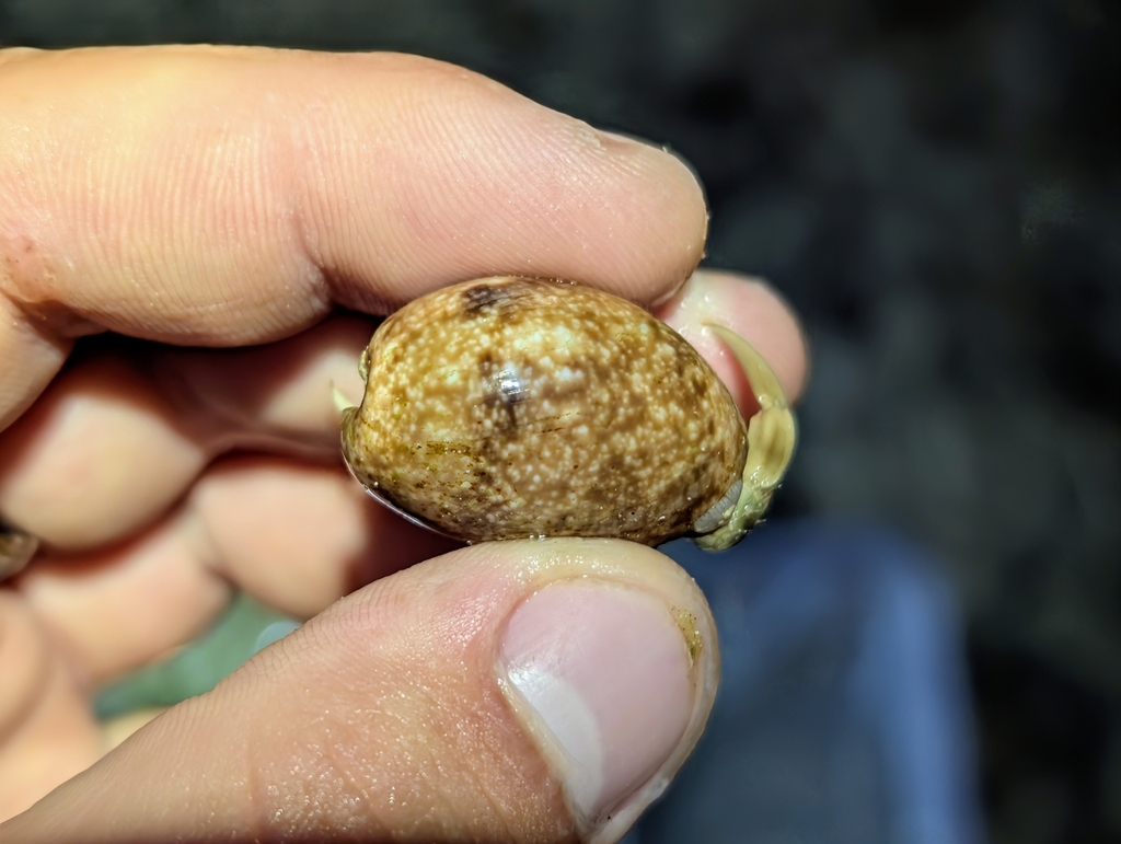 Bulla vernicosa